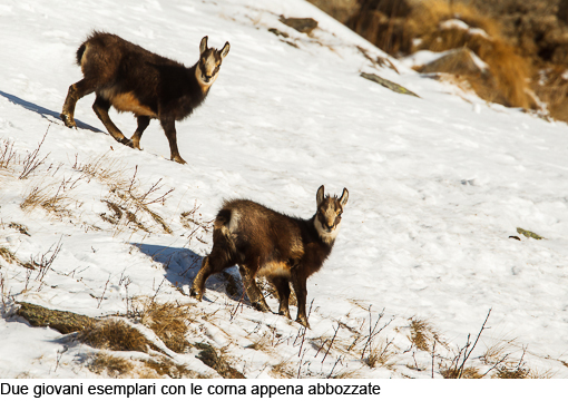 Attimi_Camoscio_01