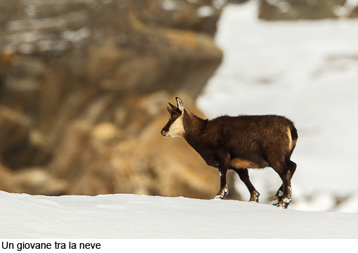 Attimi_Camoscio_02