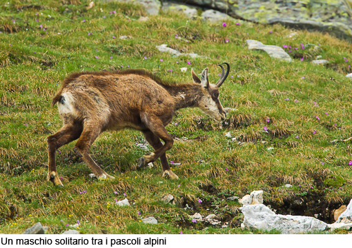 Attimi_Camoscio_07