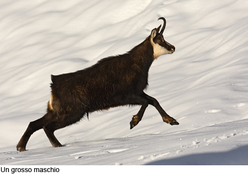 Attimi_Camoscio_09