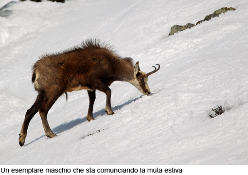 Attimi_Camoscio_10