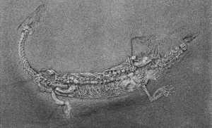 Lariosaurus-balsami_Associazione-Scanagatta_Varenna (2)