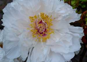 Primavarenna_2015_fiori_mostre (15)