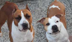 Kaos e Cristal, gli eroi di questa storia giunta da Torre de Busi