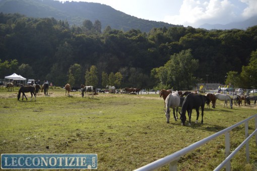 Pasturo_Bestiame_2015 (15)