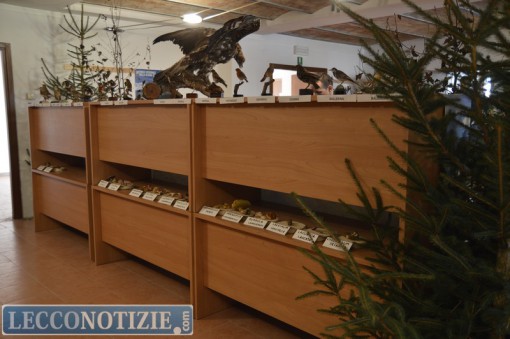 Pasturo_Bestiame_2015 (18)