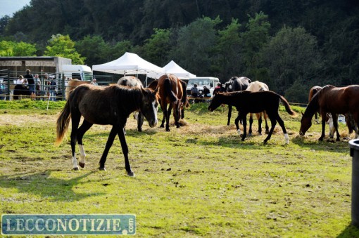 Pasturo_Bestiame_2015 (39)