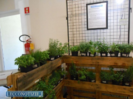 L'orto verticale di spezie, attraverso le quali si può sostituire il sale in cucina