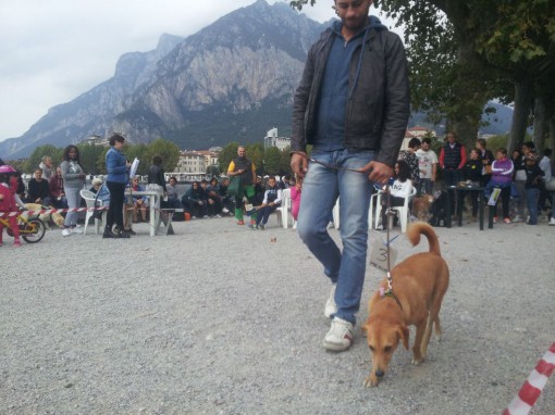 sfilata cani (2)