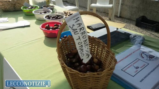 I marroni di San Tommaso