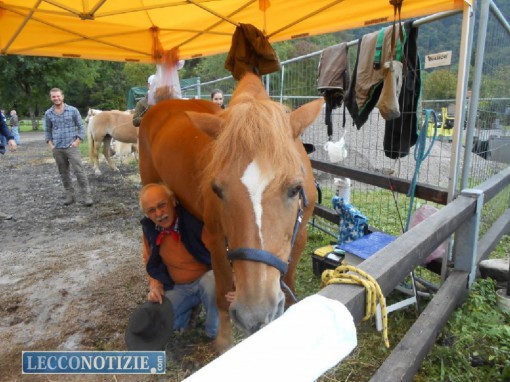 mostra agricola_ carenno (14)