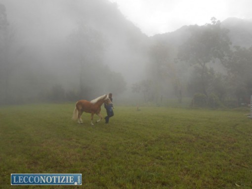 mostra agricola_ carenno (9)