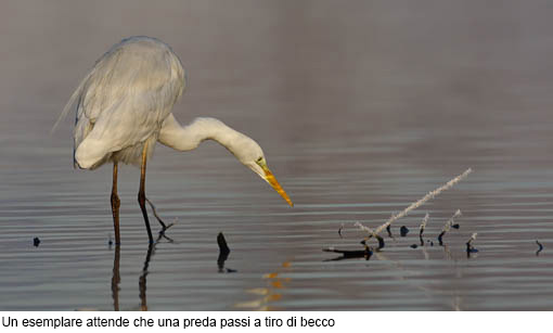 Attimi_Airone bianco-1