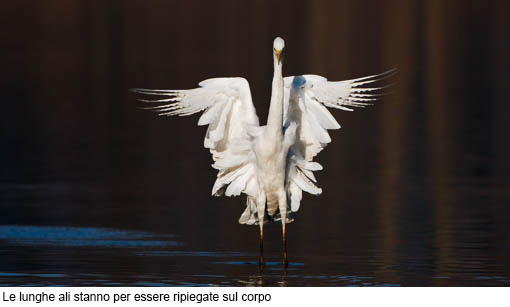 Attimi_Airone bianco-2