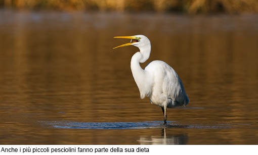 Attimi_Airone bianco-4