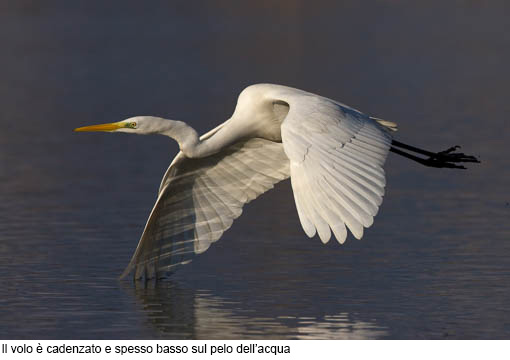 Attimi_Airone bianco-5