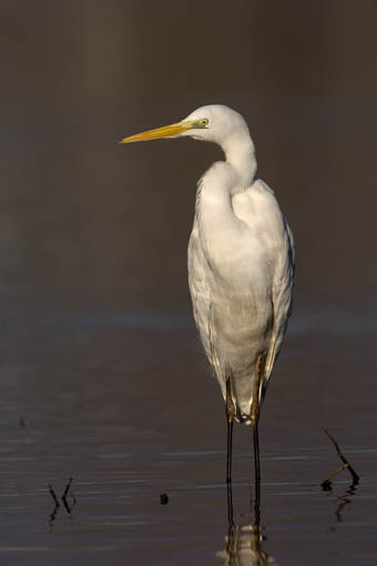 Attimi_Airone bianco-6