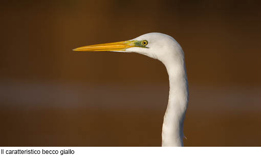 Attimi_Airone bianco-7