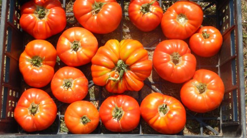 expo monte marenzo (1)