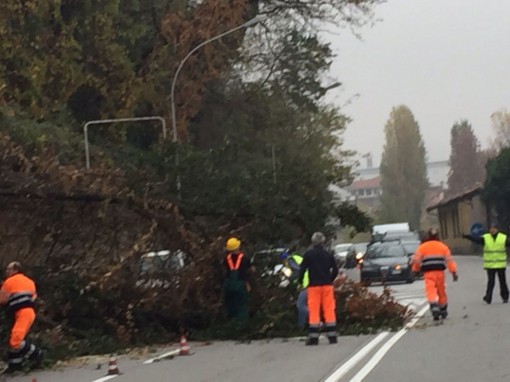 pescate piante lavori (2)