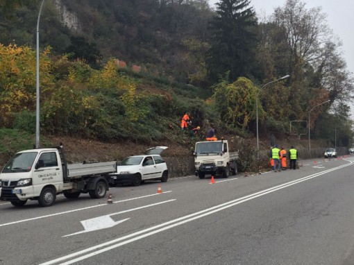 pescate piante lavori (3)