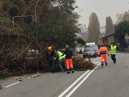 pescate piante lavori (5)