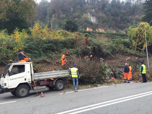 pescate piante lavori (6)