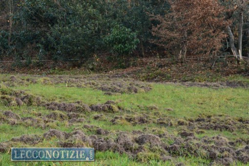 I danni dei cinghiali nel rione di Bonacina (Lecco)