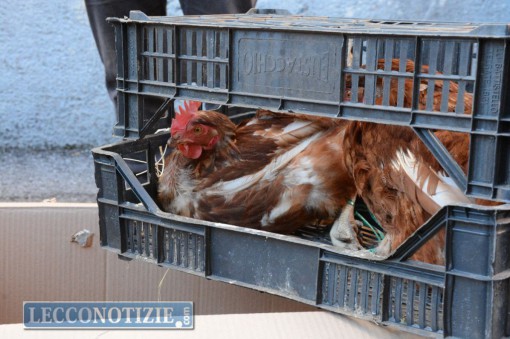 malavedo  - san antonio da abate 2016 (13)