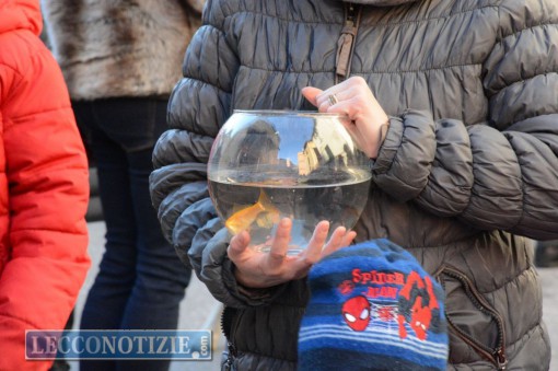 malavedo  - san antonio da abate 2016 (3)