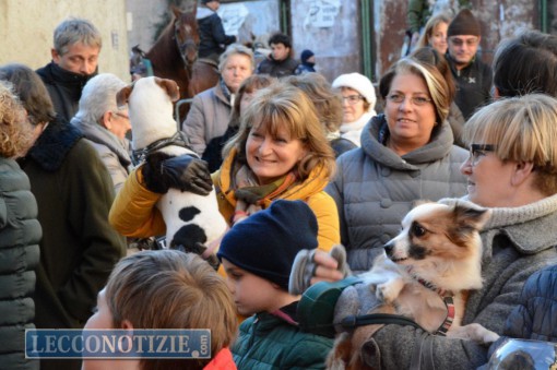 malavedo  - san antonio da abate 2016 (4)