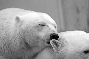 polar-bear-196318_960_720