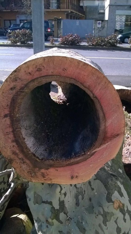 12705579_1534135540218580_6666025802763599697_n