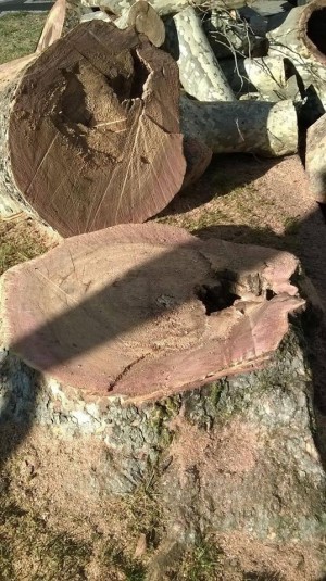 12734281_1534135596885241_1490969118734081596_n