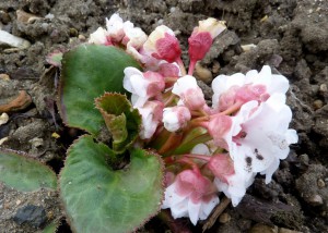 Bergenia_1