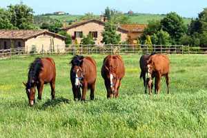 agriturismo-renaccino