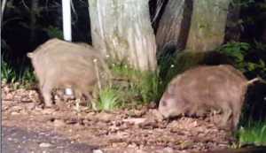 I cinghiali immortalati lungo una strada della Valvarrone