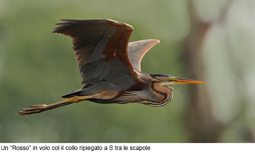 Attimi_Airone rosso-1