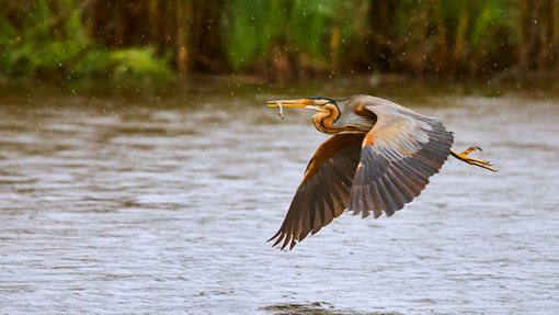 Attimi_Airone rosso-2