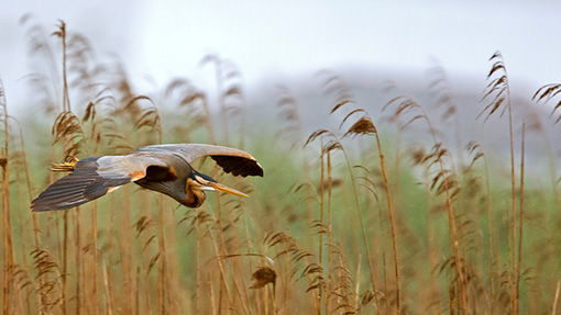 Attimi_Airone rosso-3