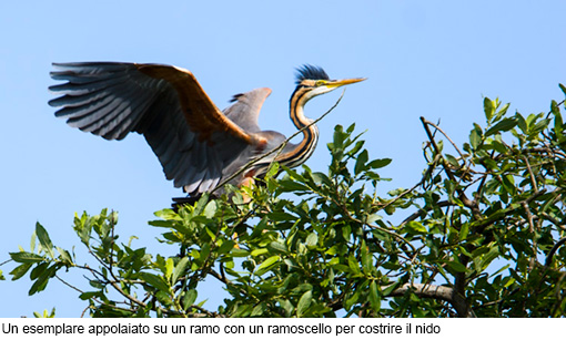 Attimi_Airone rosso-4