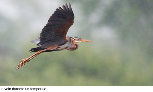 Attimi_Airone rosso-5