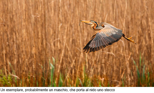 Attimi_Airone rosso-6