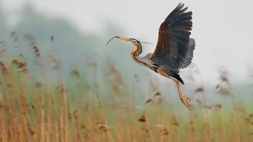 Attimi_Airone rosso-7