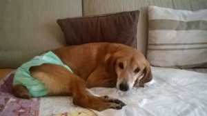 Freccia-45_Abbadia-Lariana (3)