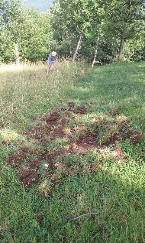 cinghiali casargo (4)