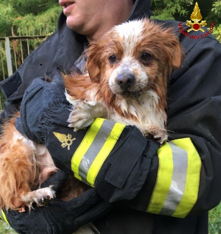 cane salvato pompieri (3)