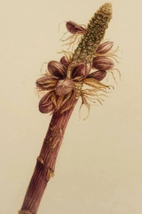 acquarelli_alis-agostini-1