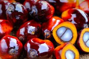 olio-di-palma-455x255