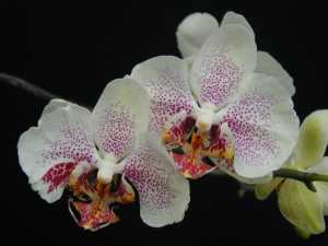 orchidee_tagliabue-9